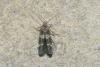 Mompha sp.